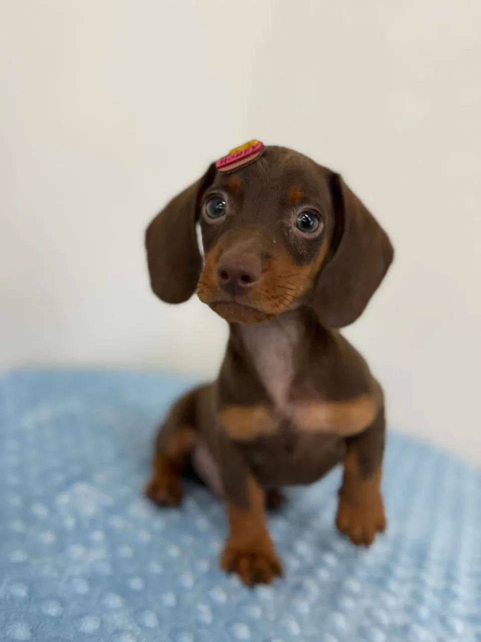dachshund salsichinha  - Foto 2