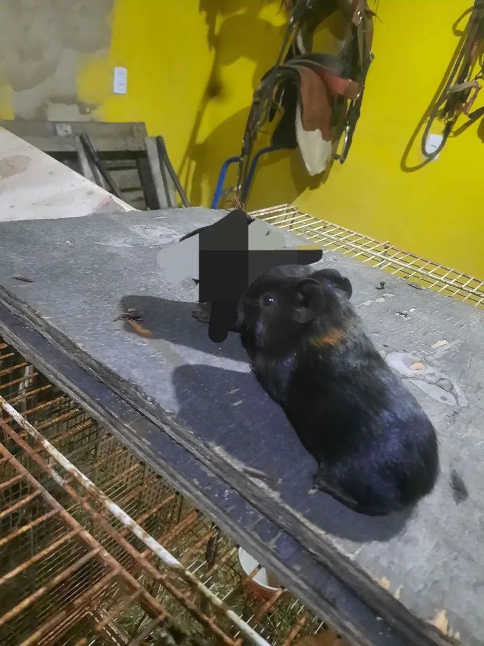 Vendo porquinhos da india - Foto 3