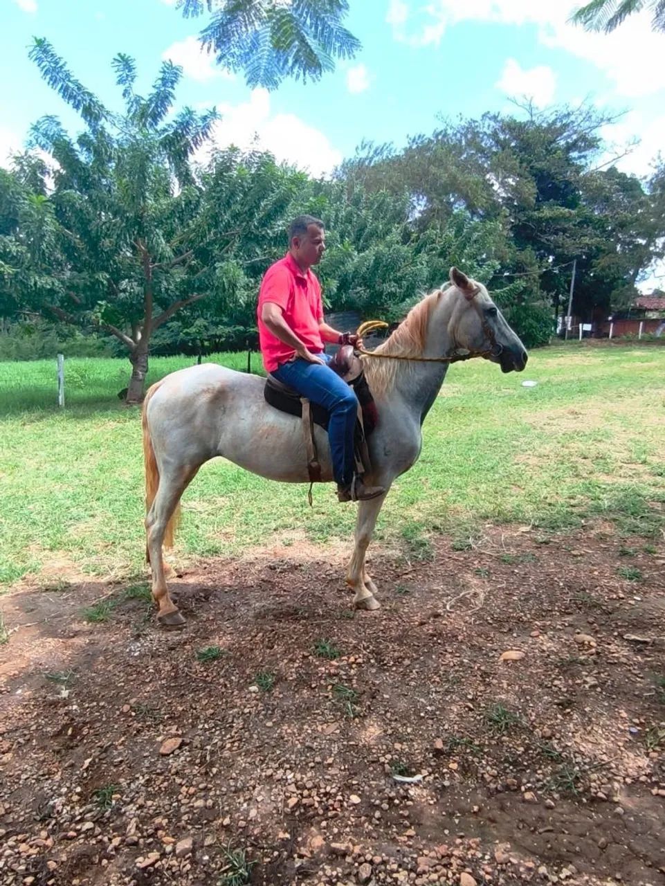 Eguaça a venda porte grande dócil  - Foto 3