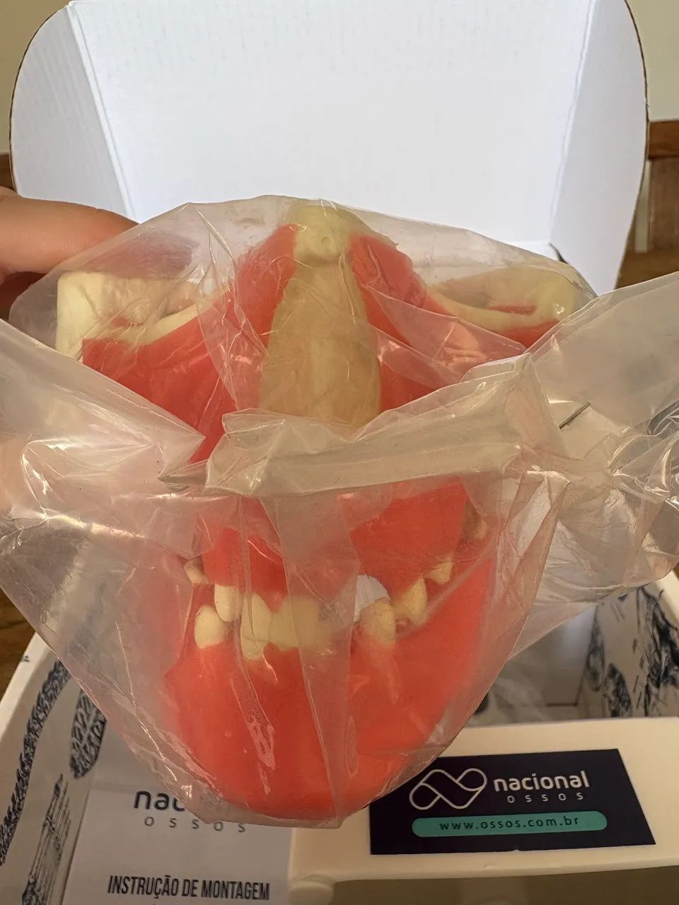 modelo anatômico odontológico da Nacional Ossos