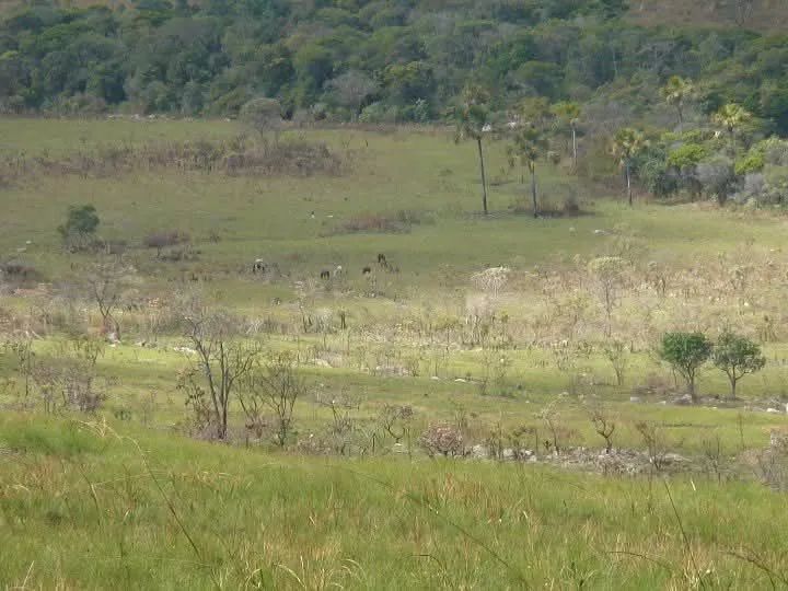 1160 hectares, ideal para Reserva - Foto 4
