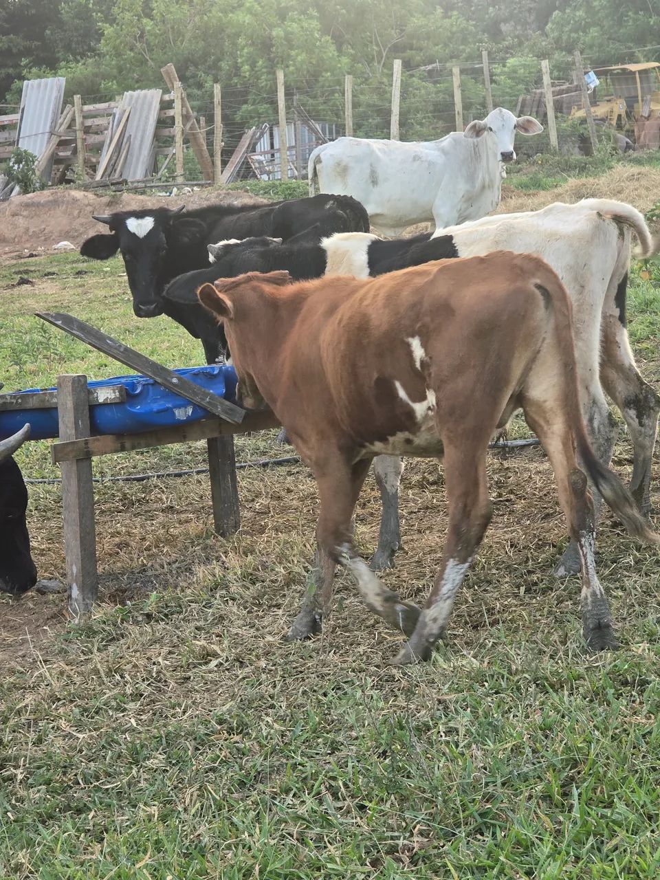 Vendo 4 bezerro e faço rolo  - Foto 2