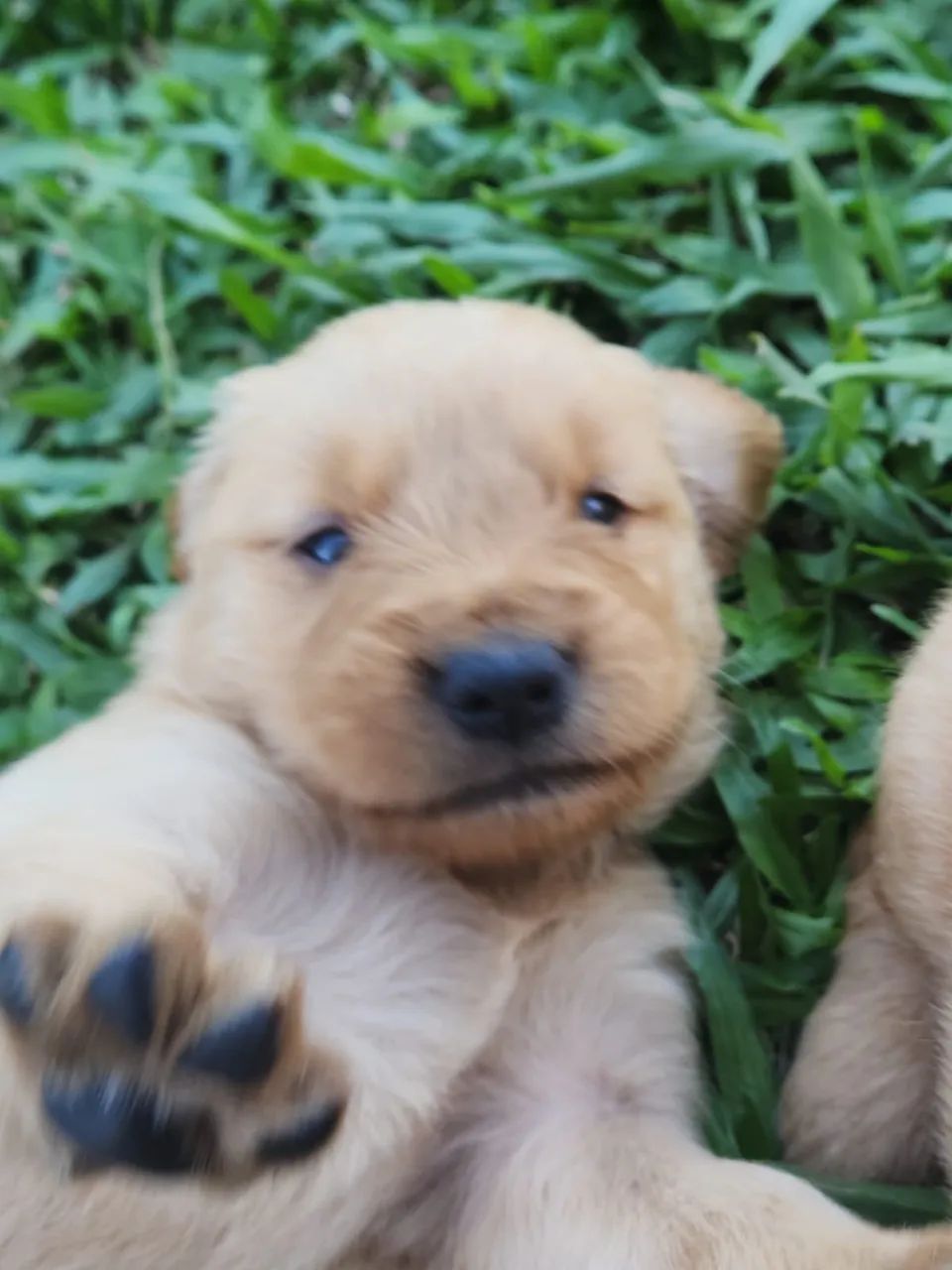 Filhote fêmea de Golden Retriever RS - Foto 2