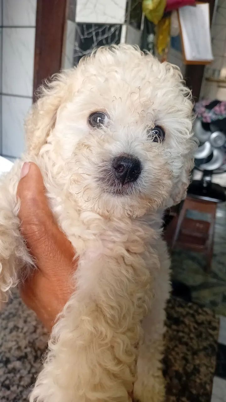 poodle fêmea 