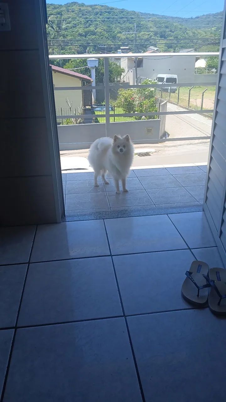 Lulu da pameranea - Foto 3