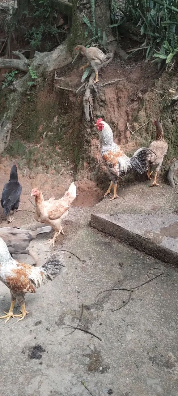 Galinha frango caipira e pato 