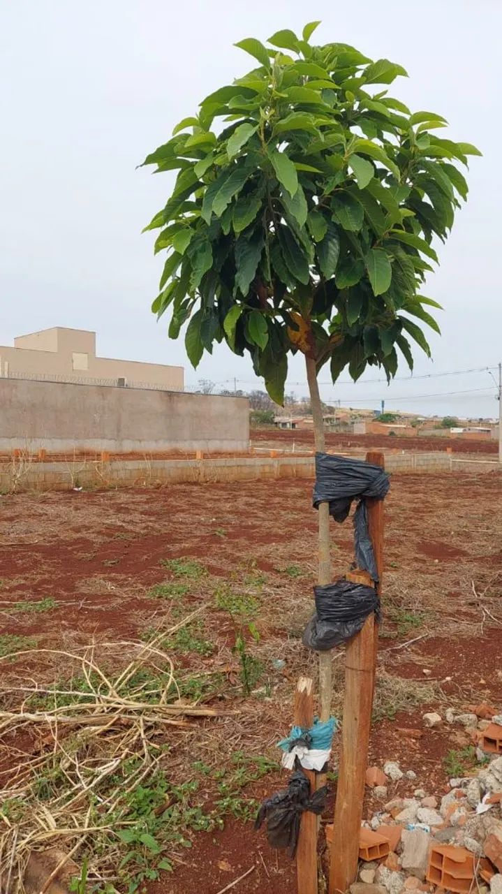 Terreno residencial