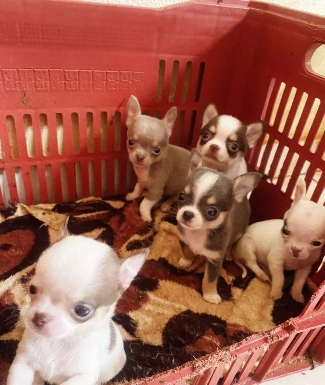 Chihuahua  - Foto 2