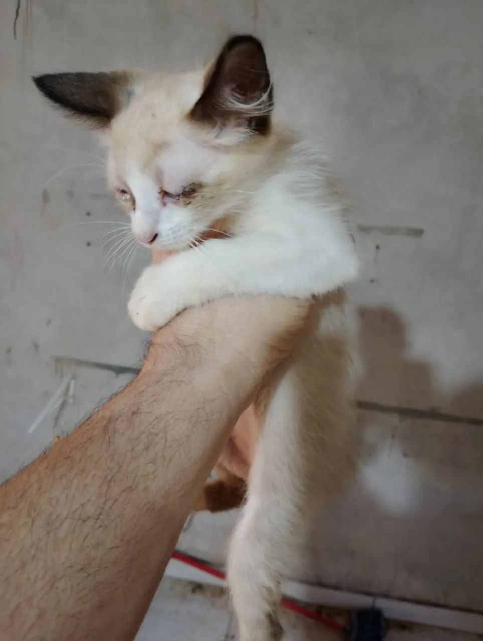 Doa-se Lindas Gatinhas - Foto 2