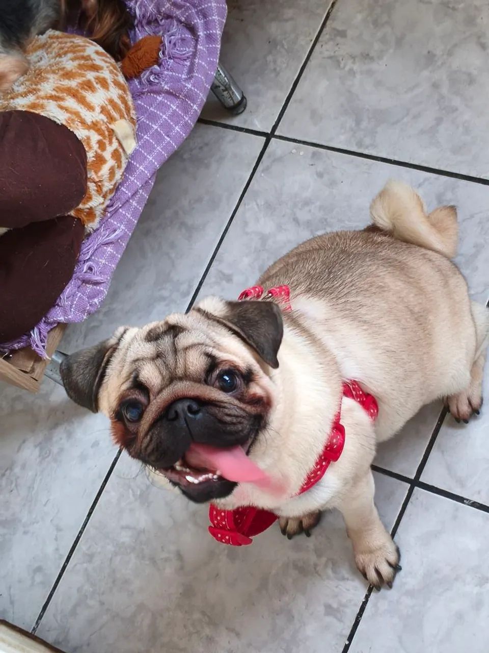 Pug Macho - Foto 2