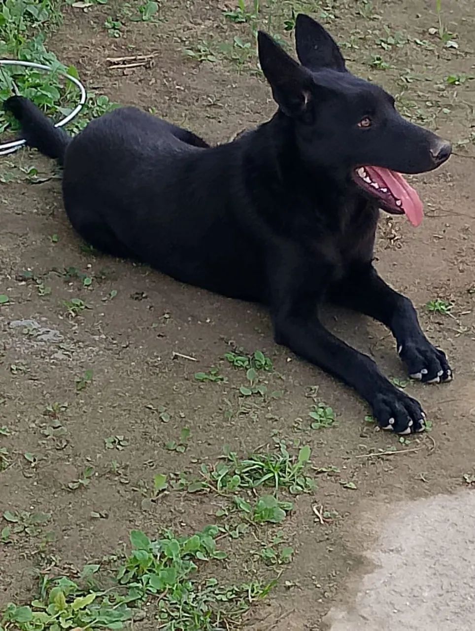 Pastor alemão com Malinois 
