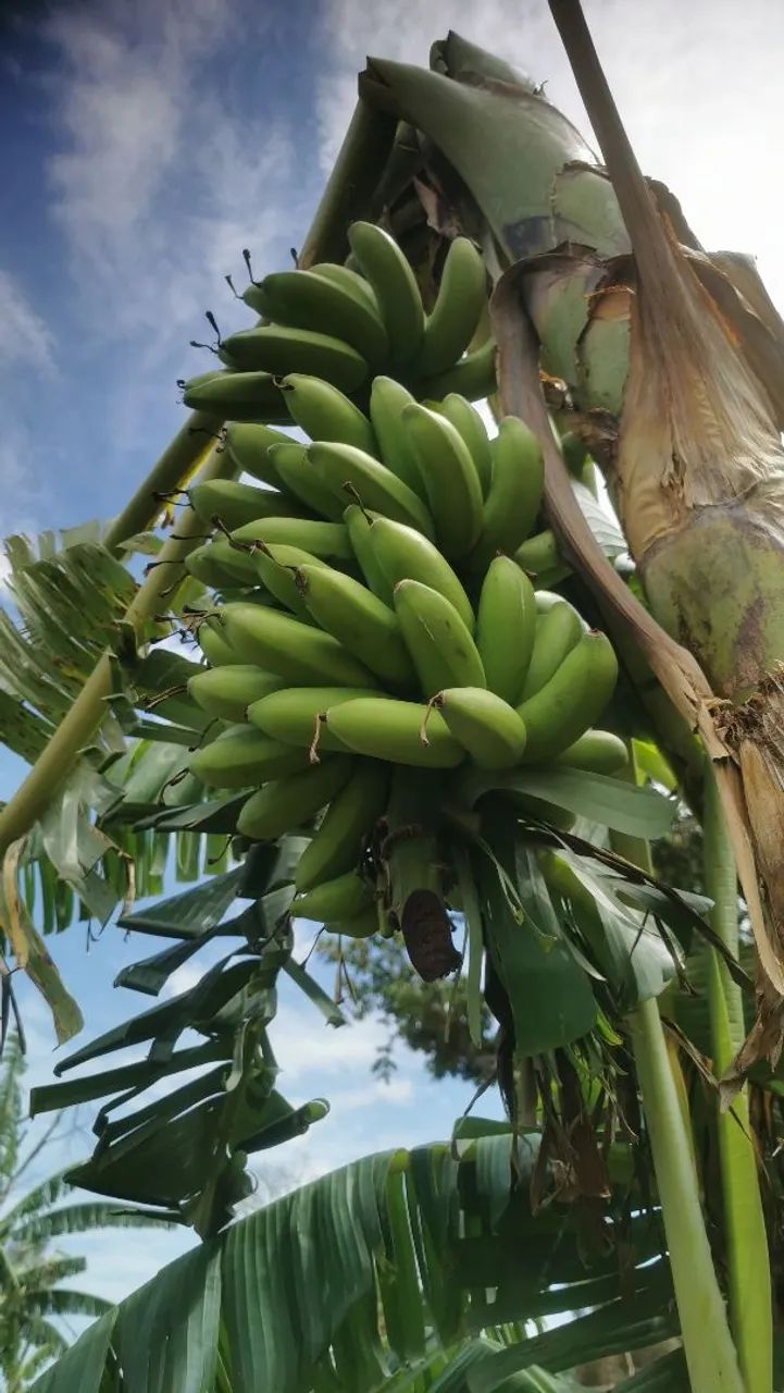 cacho de banana prata - Foto 4