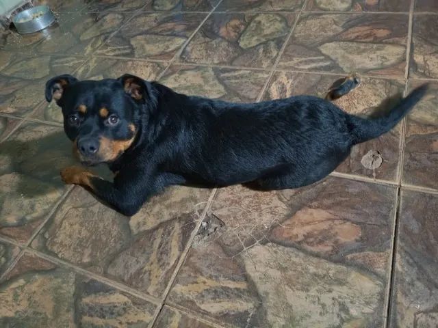 Cachorro para doação - Foto 2