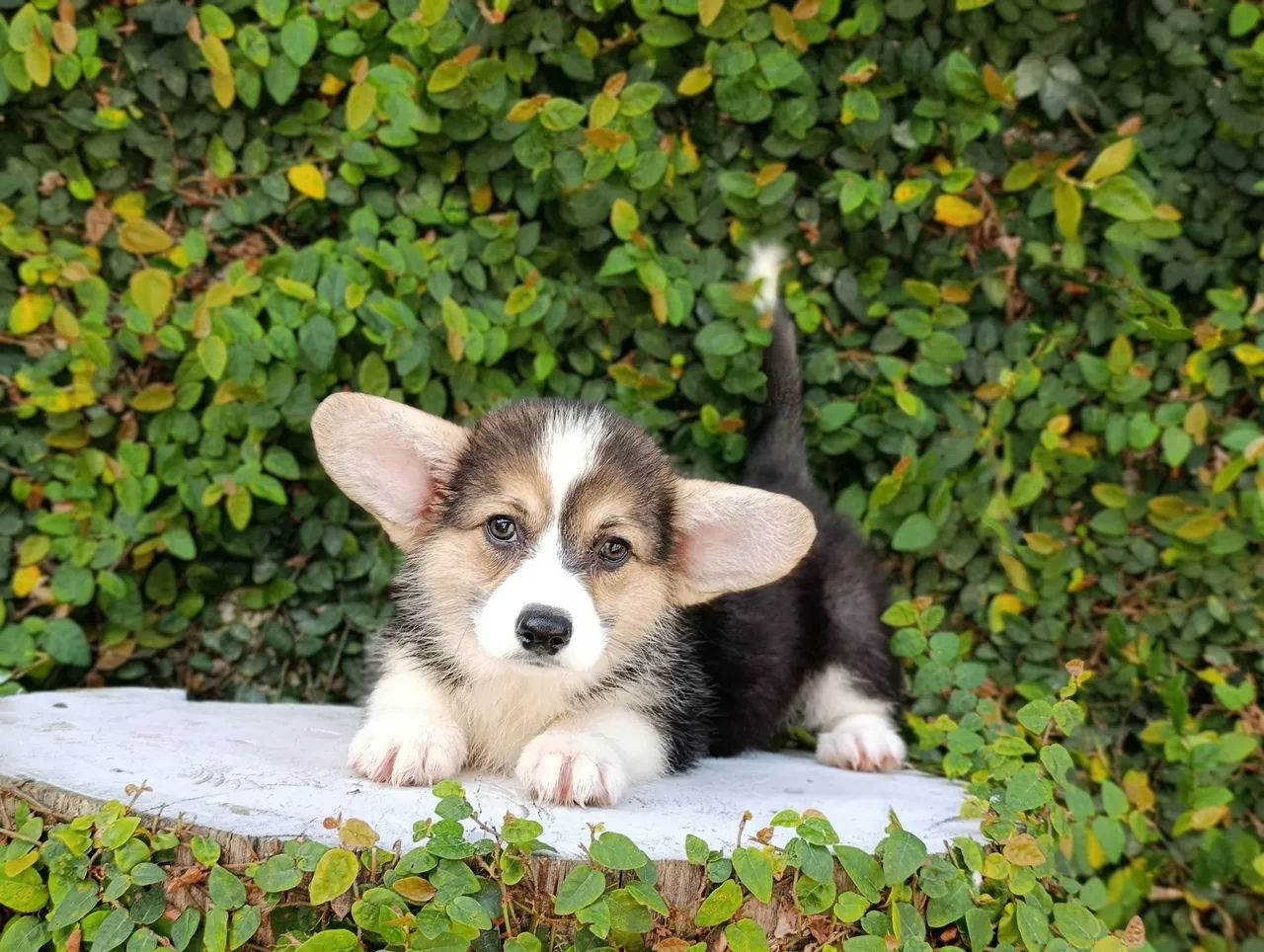 Lindos, Corgi Pembroke  - Foto 2