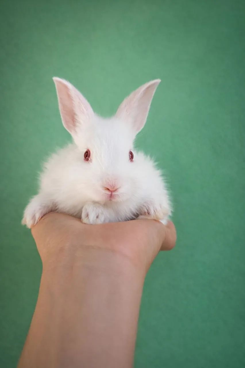Coelho fofinho branco dos olhos vermelhos - Foto 2