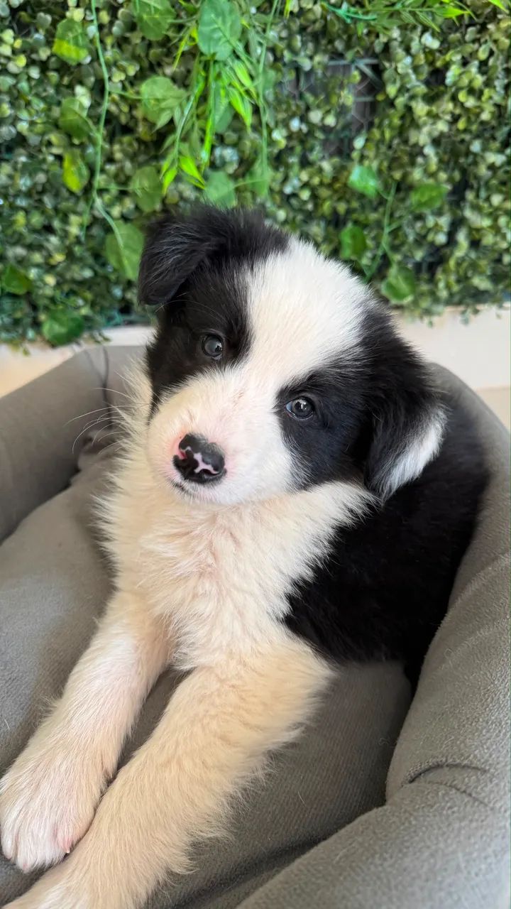 Border collie  - Foto 2