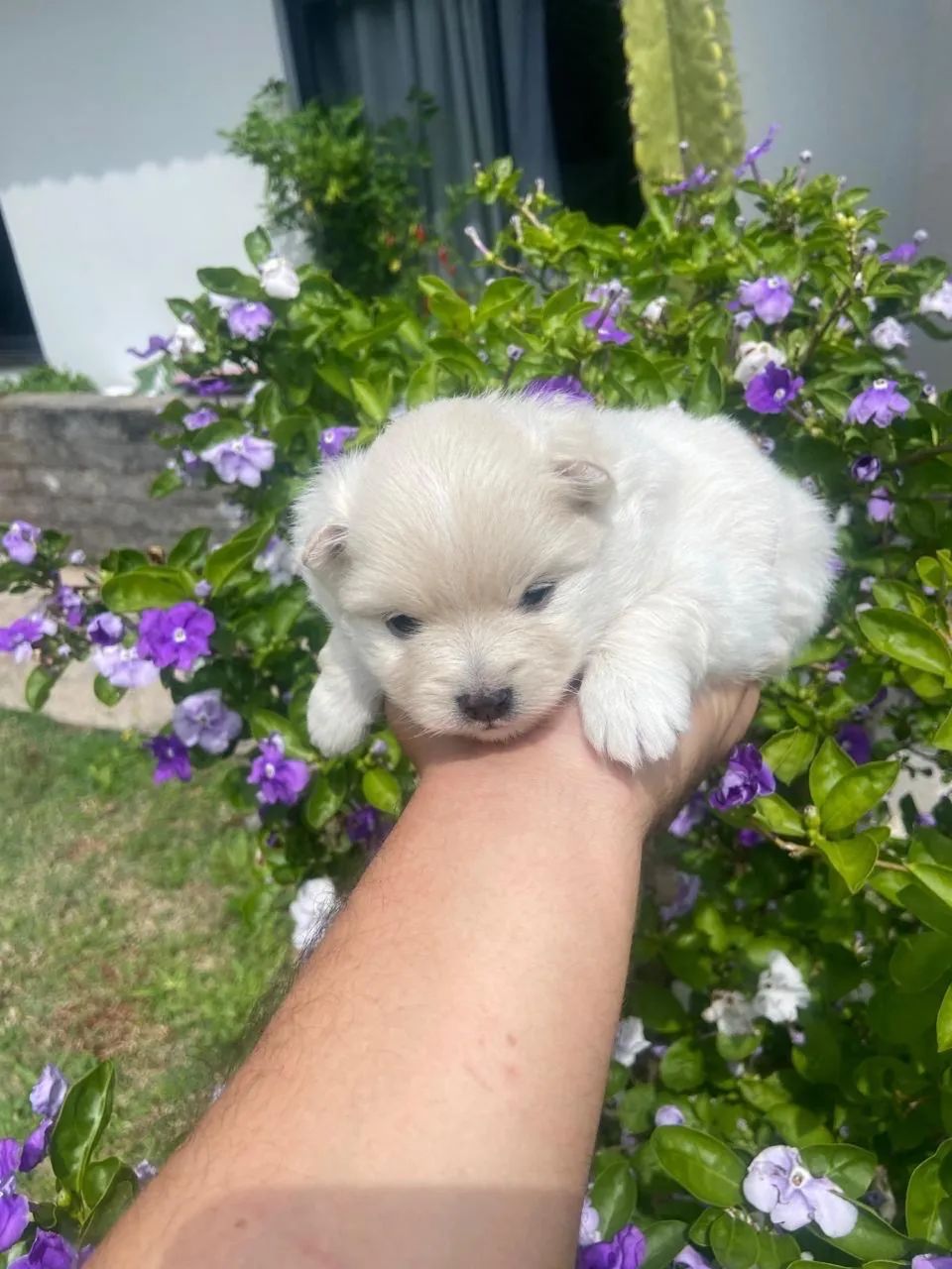 Spitz alemão  - Foto 4