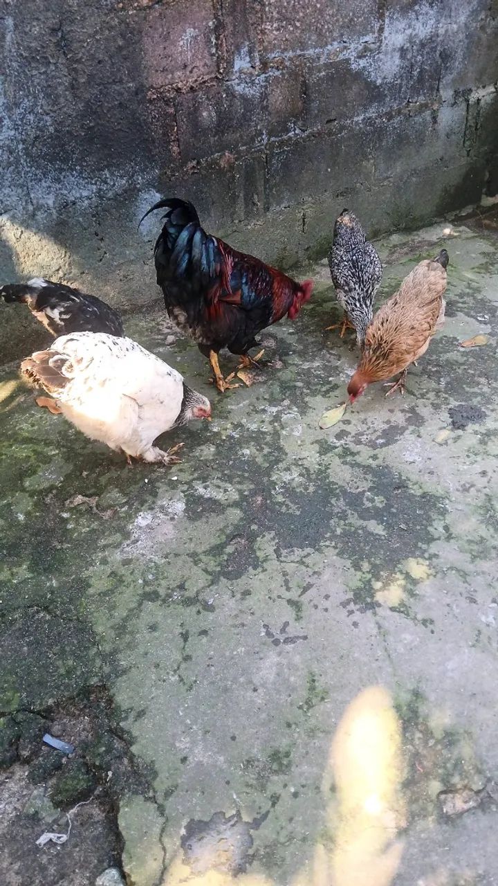 Galinhas  - Foto 2