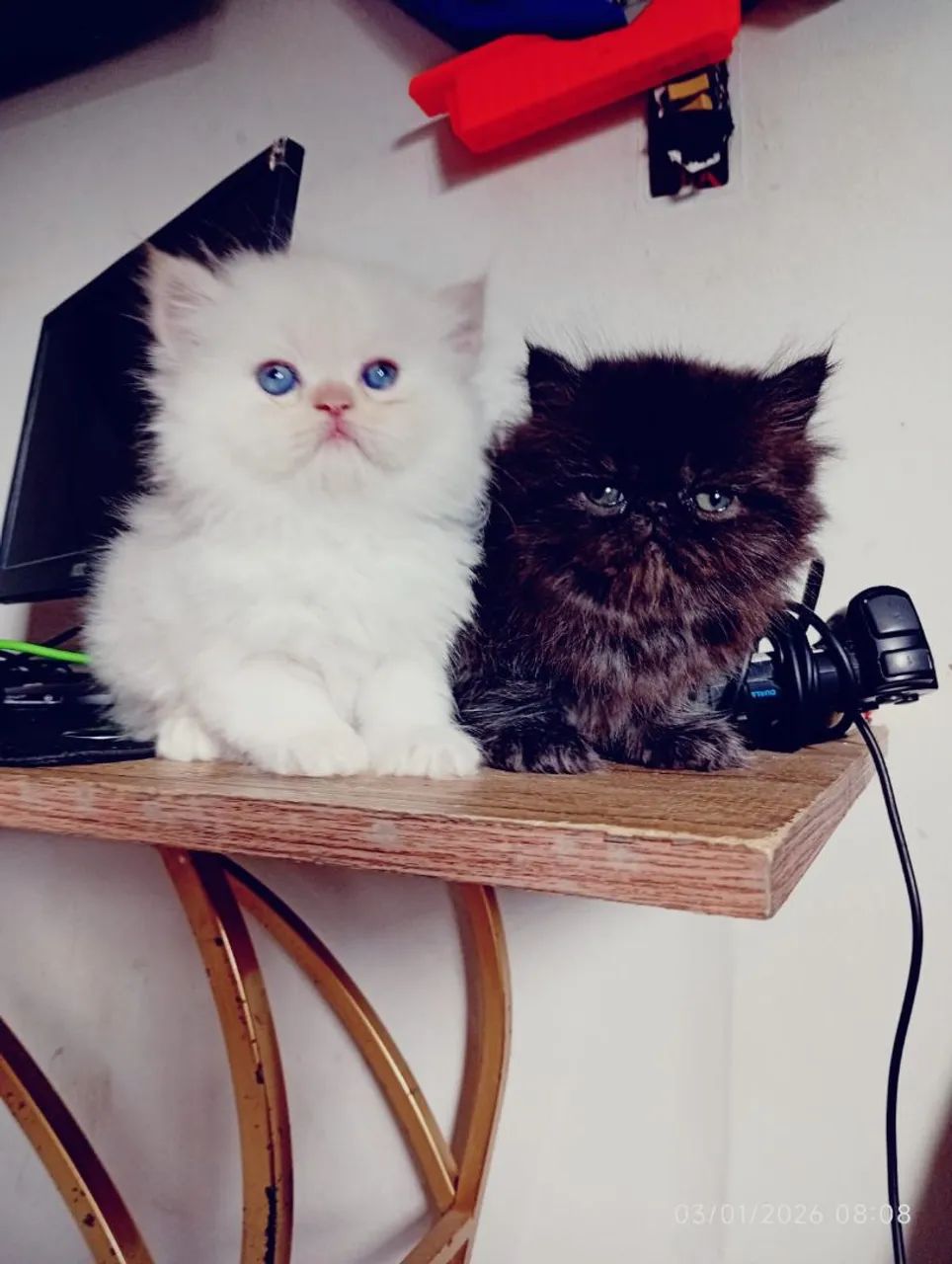 Himalaia red pont filhote nascido 24/11/2025 