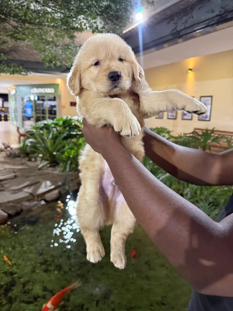 Filhotes de Golden Retriever com Pedigree  - Foto 3