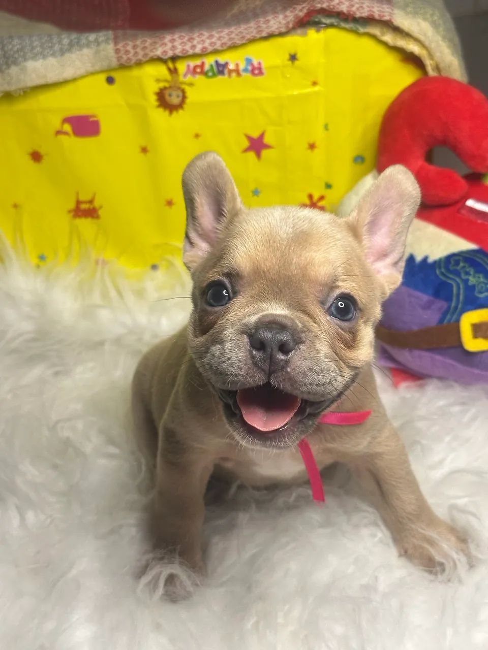 Buldogue francês 