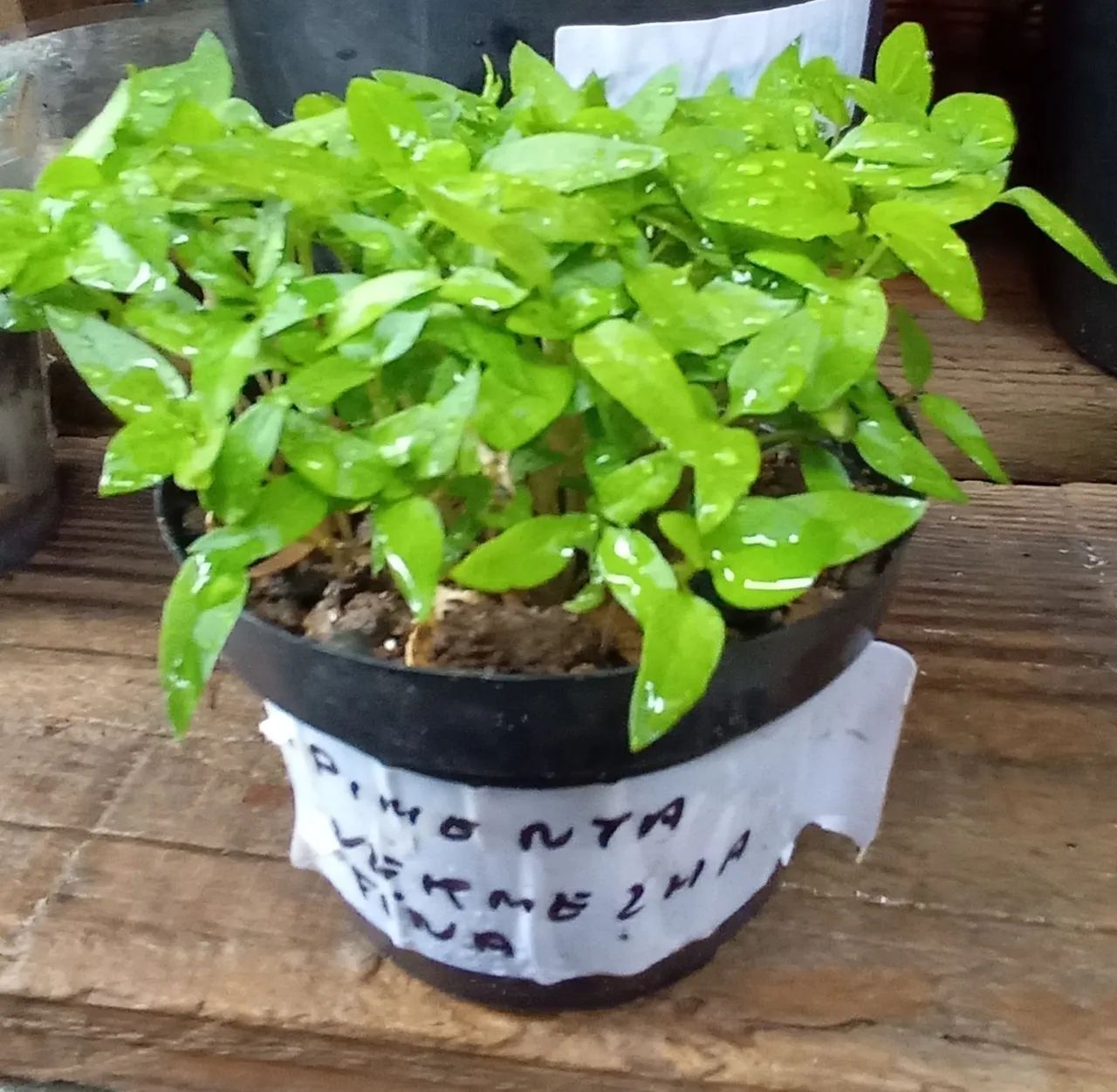 Mudas de maracujá e Muda de tomate  - Foto 4