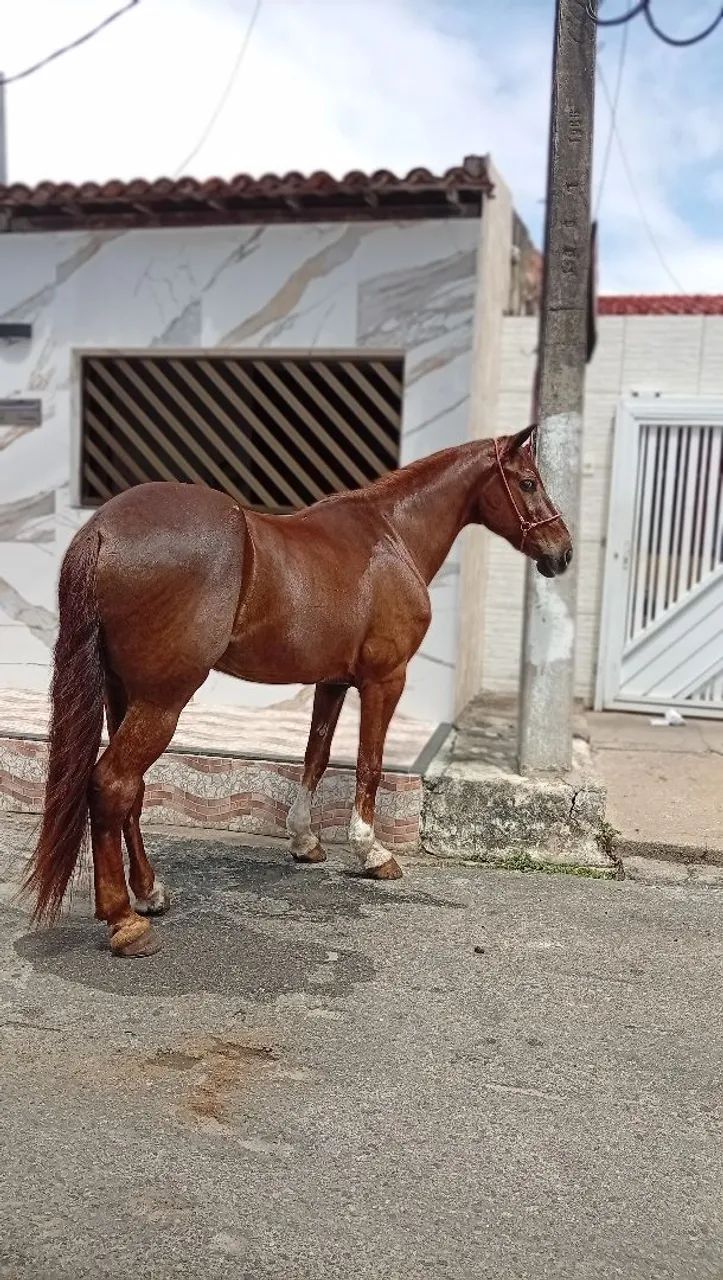 Cavalo 