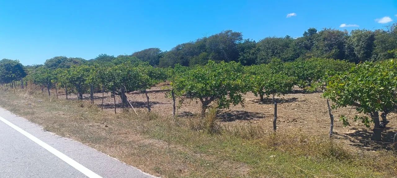 Terreno em lagoa de dentro beberibe - Foto 4