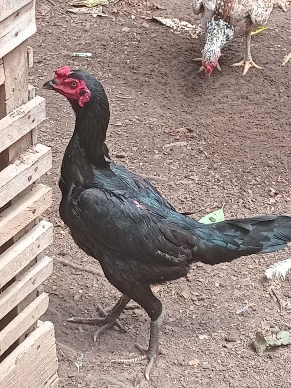 Vendo um frango indiano - Foto 3