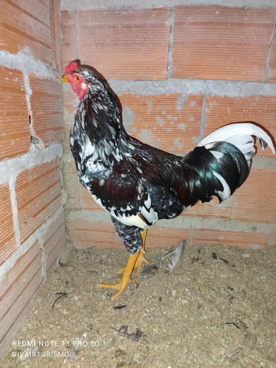 Kfrango - Foto 4