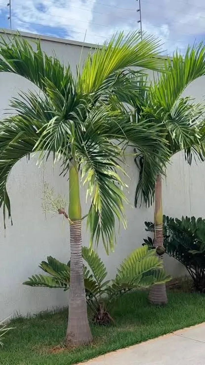 Palmeira 