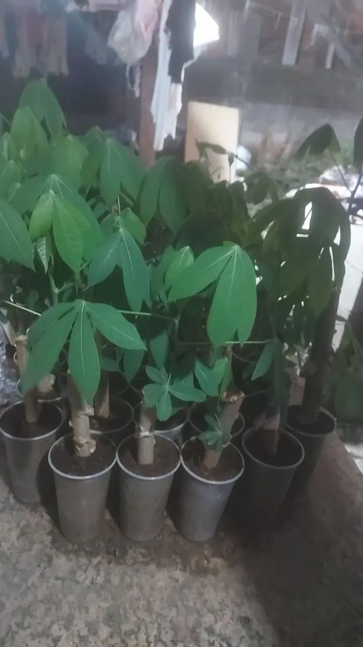 Mudas  ampim matega 