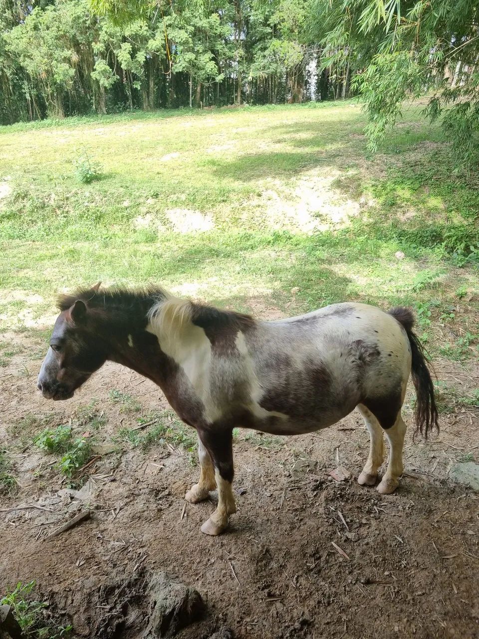 Pônei macho à venda - Castrado