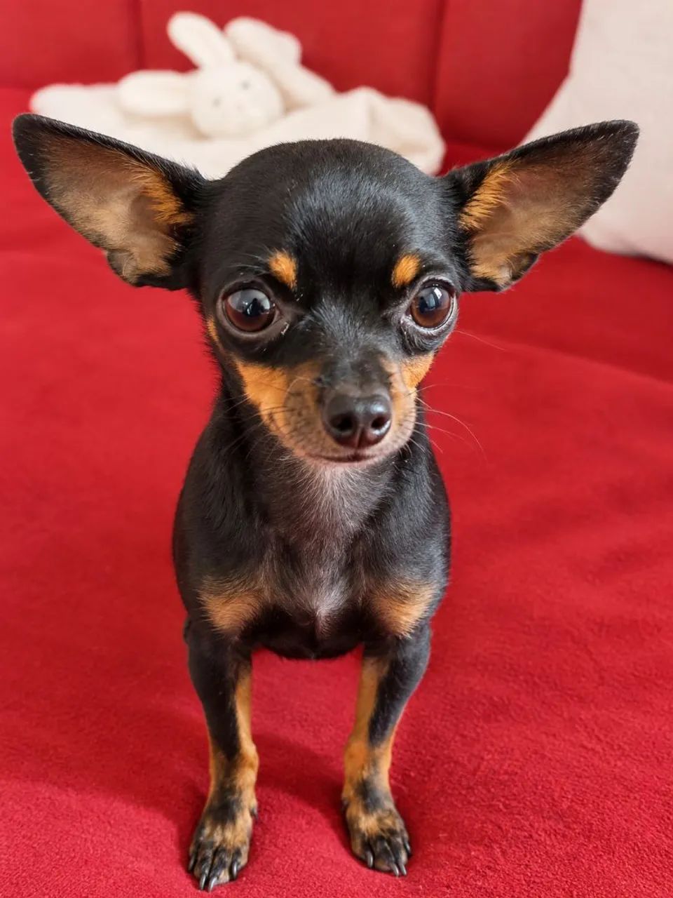 PINSCHER ZERO  PARA COBERTURA  - Foto 3