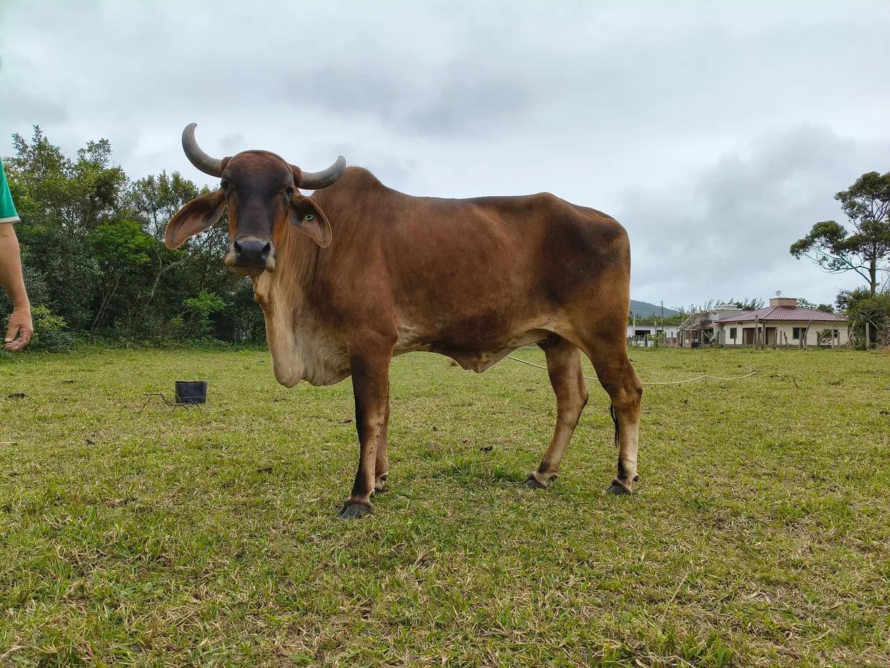 Vendo Vaca Gir 