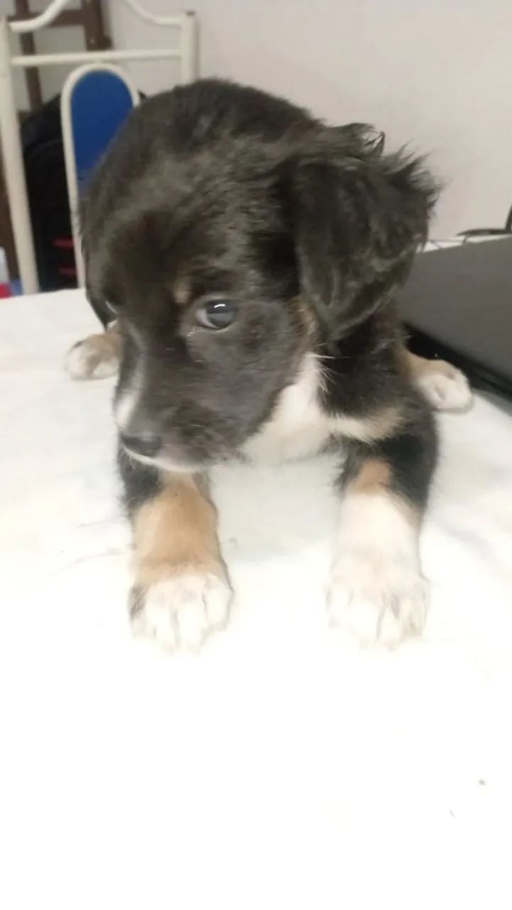 Doação cachorrinha