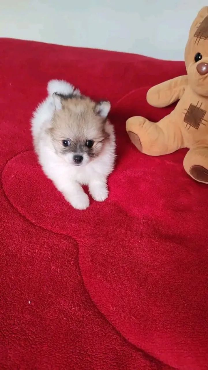 Spitz alemão - Foto 3