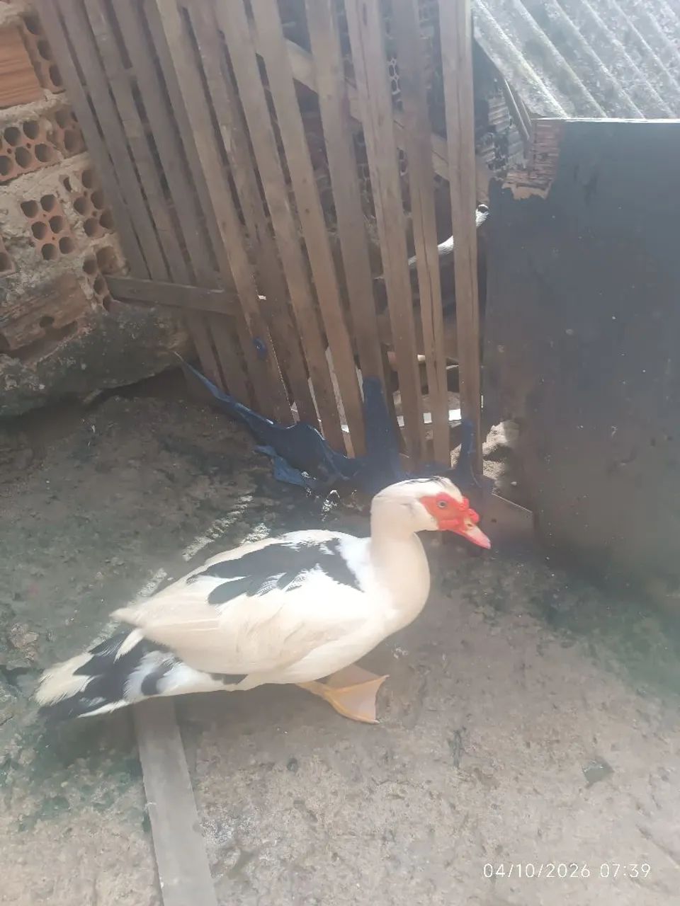 Pato - Foto 2