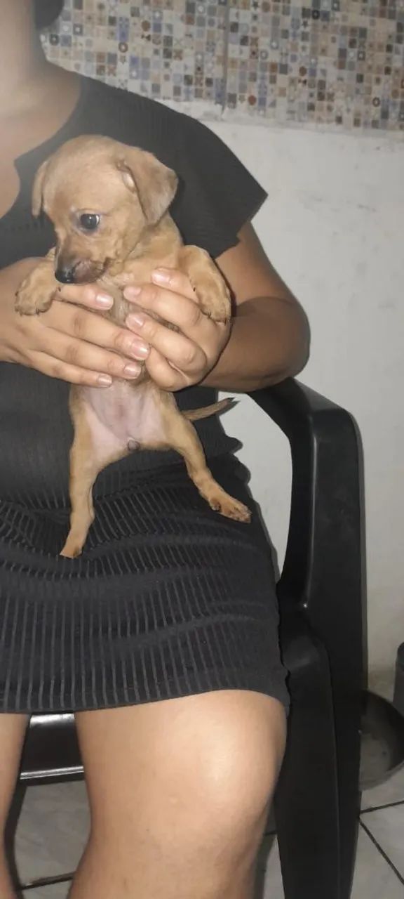 Pinscher  - Foto 2