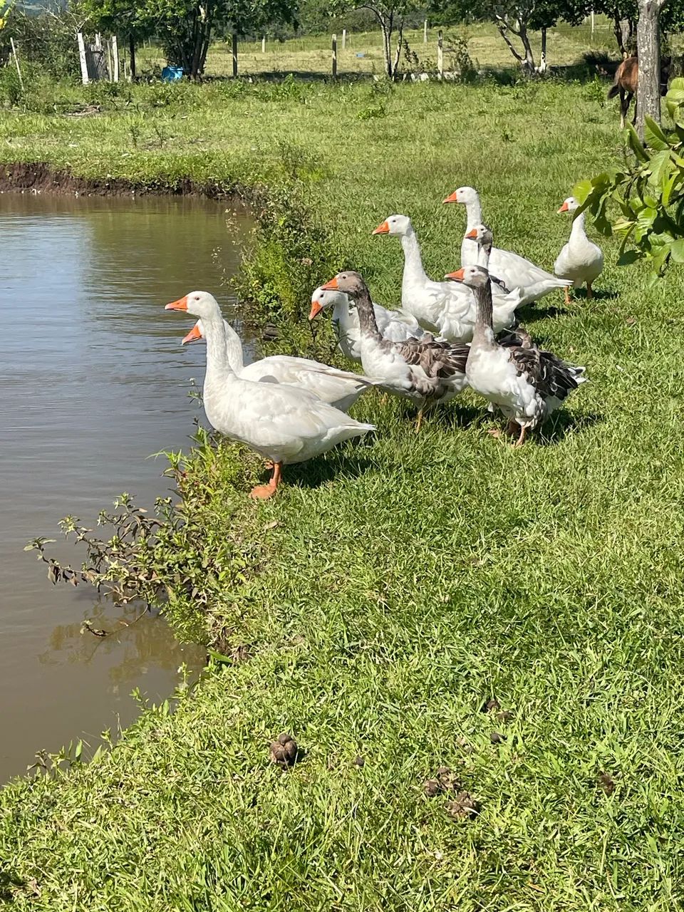 Gansos novos  - Foto 4