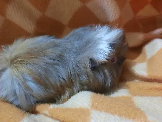 Porquinho da índia raça Peruano