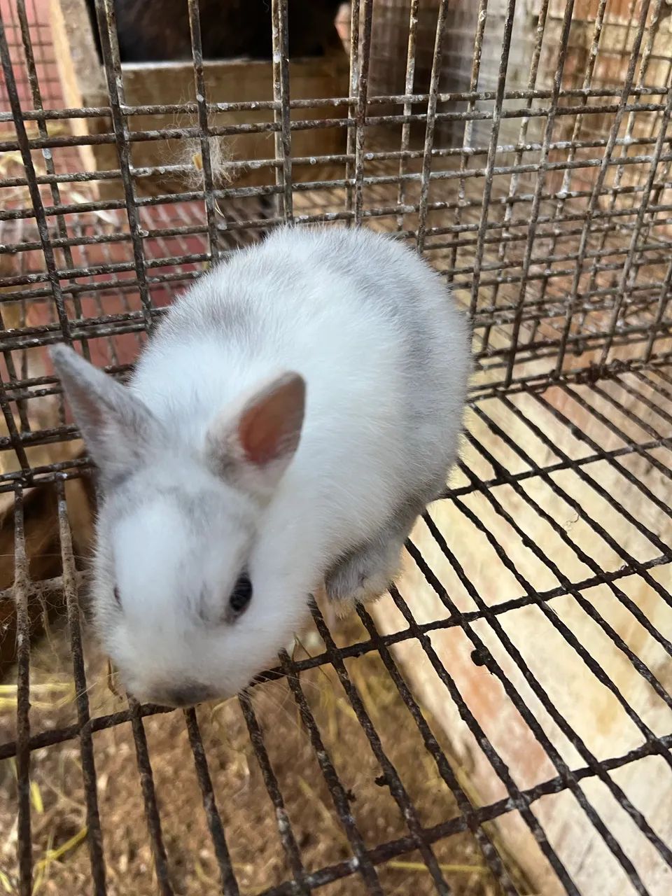 Disponíveis Netherlands  - Foto 2