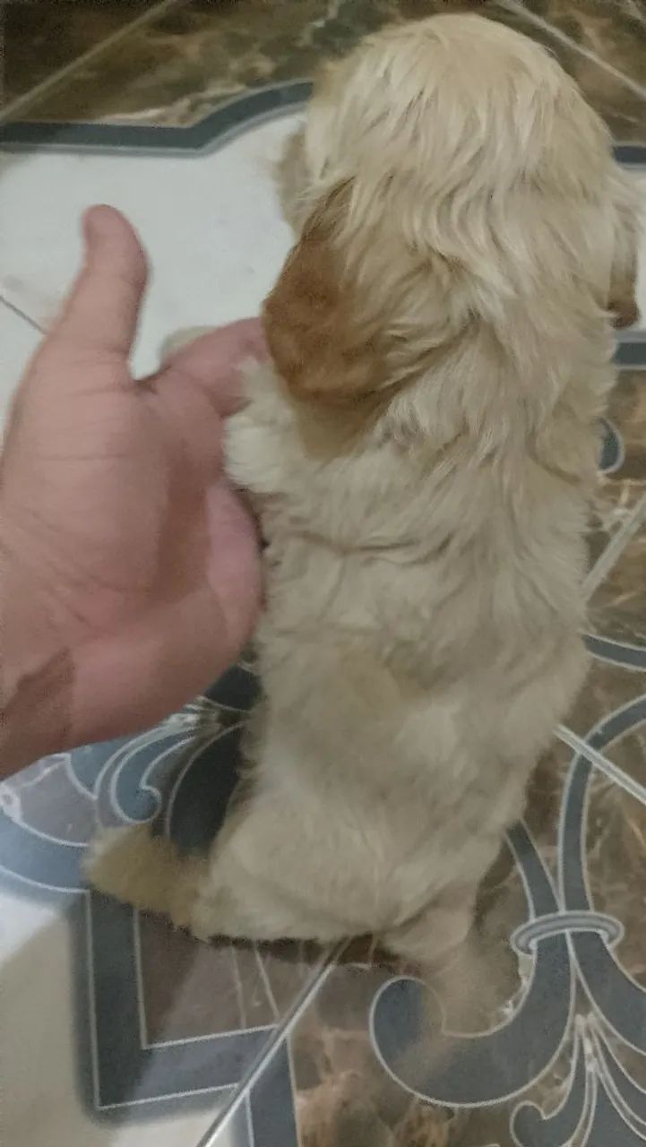 Cachorro pulldle - Foto 3