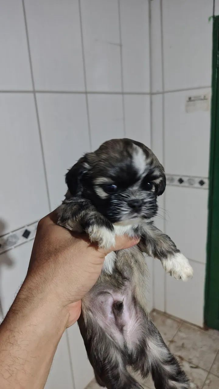 Shitzu  - Foto 2