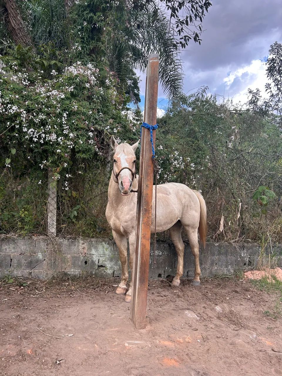 Quarto de milha 3 tambores  - Foto 2