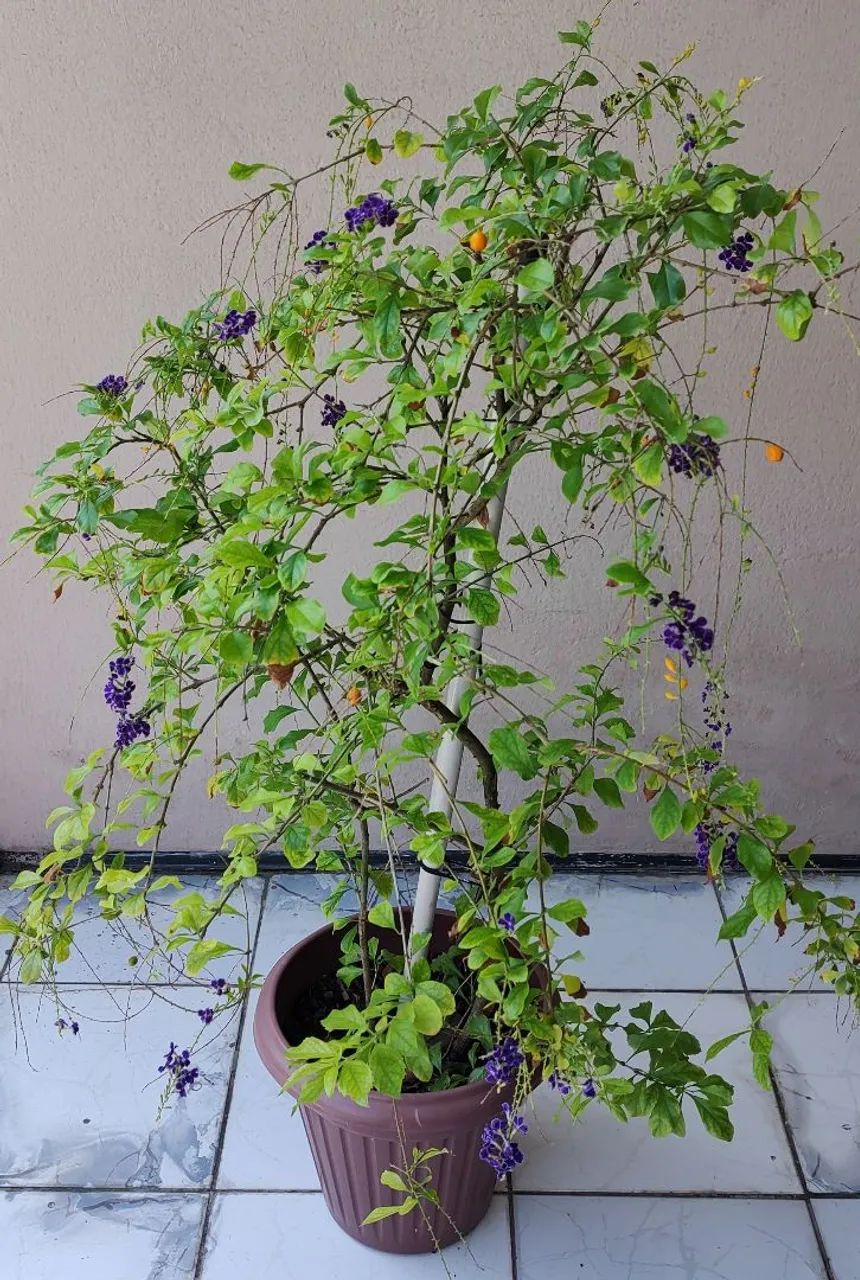 Planta Pingo de Ouro  - Foto 2
