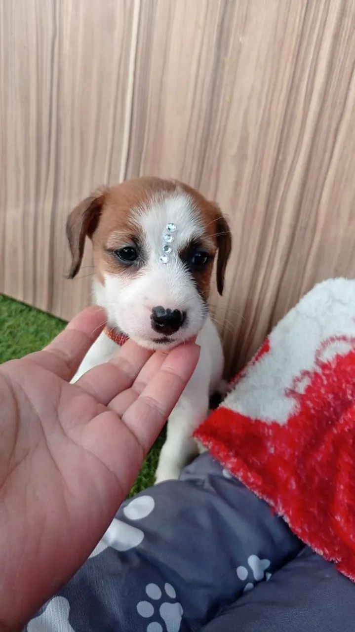 Jack Russell terrier pelo curto e pelo longo  - Foto 4