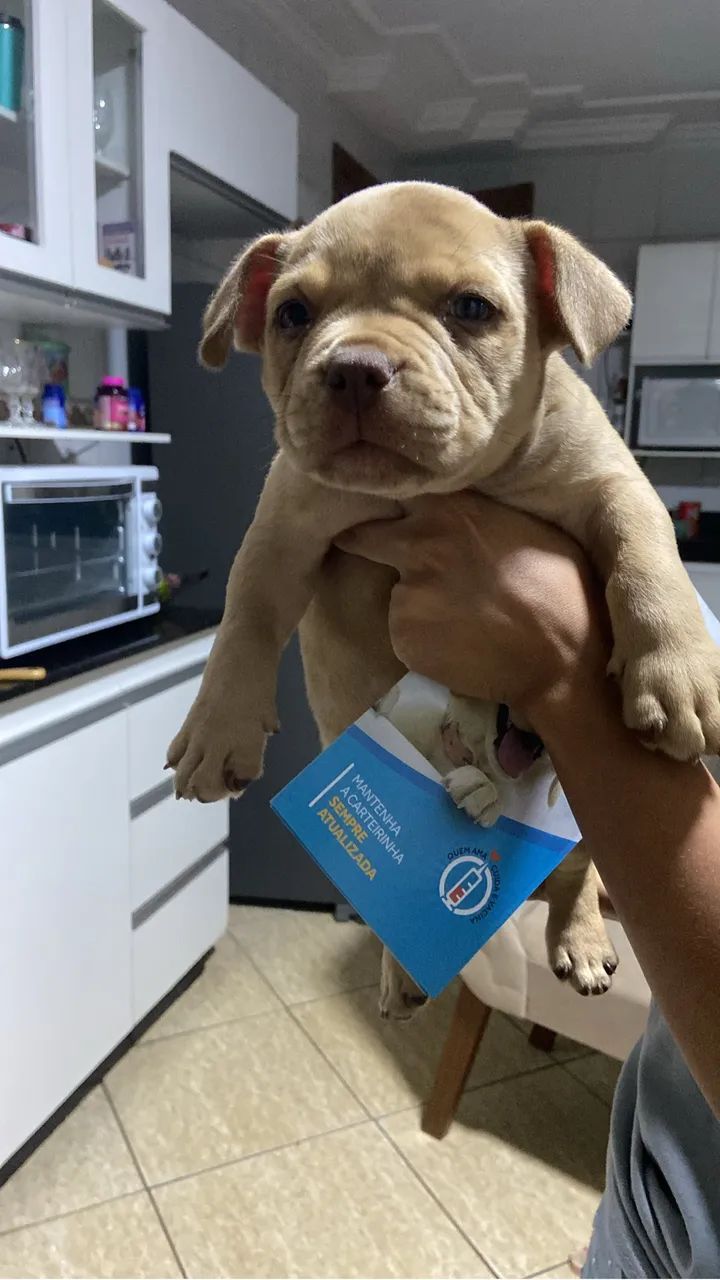 American Bully - Foto 3