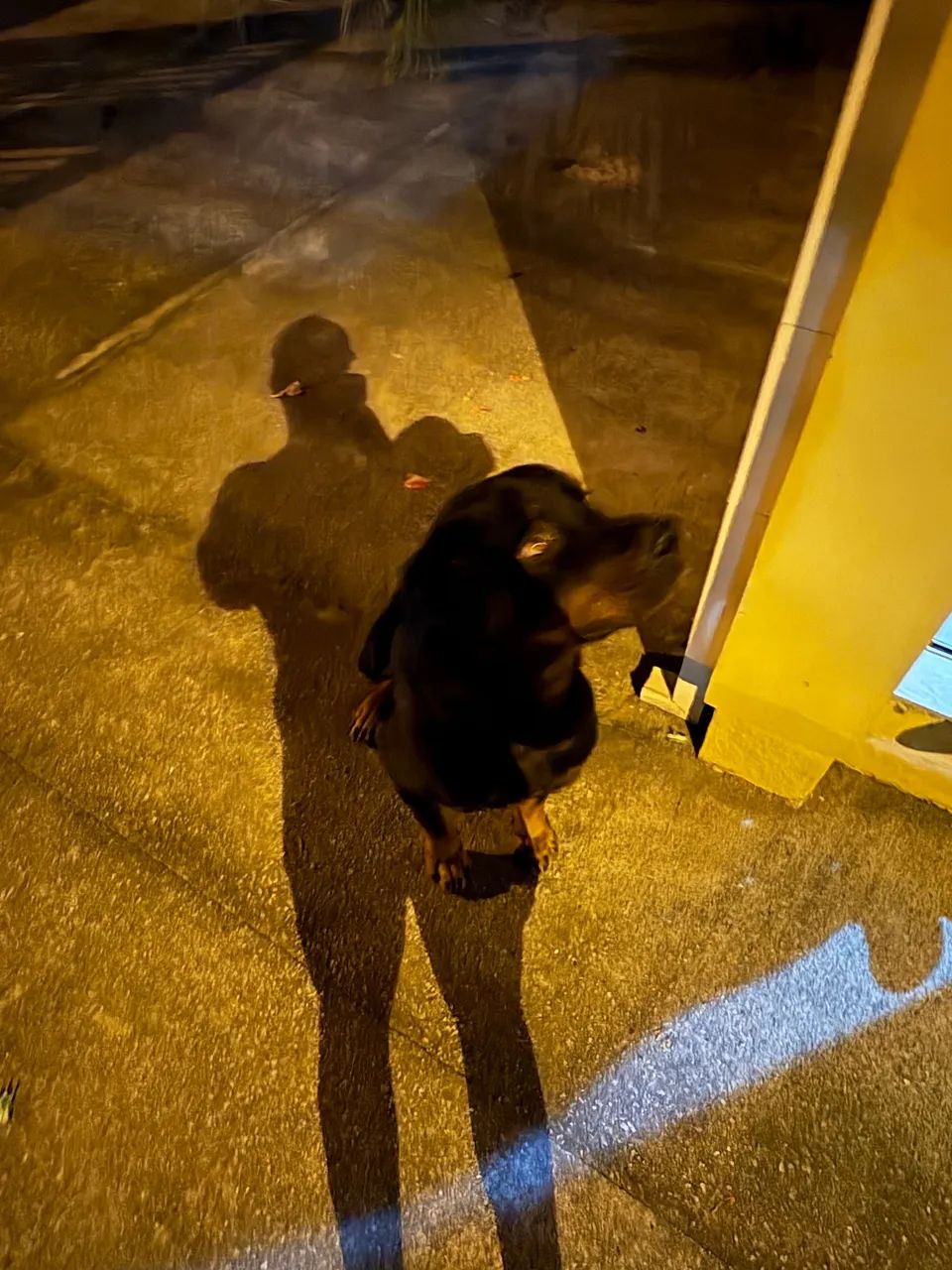 Adoção responsável  - Foto 2