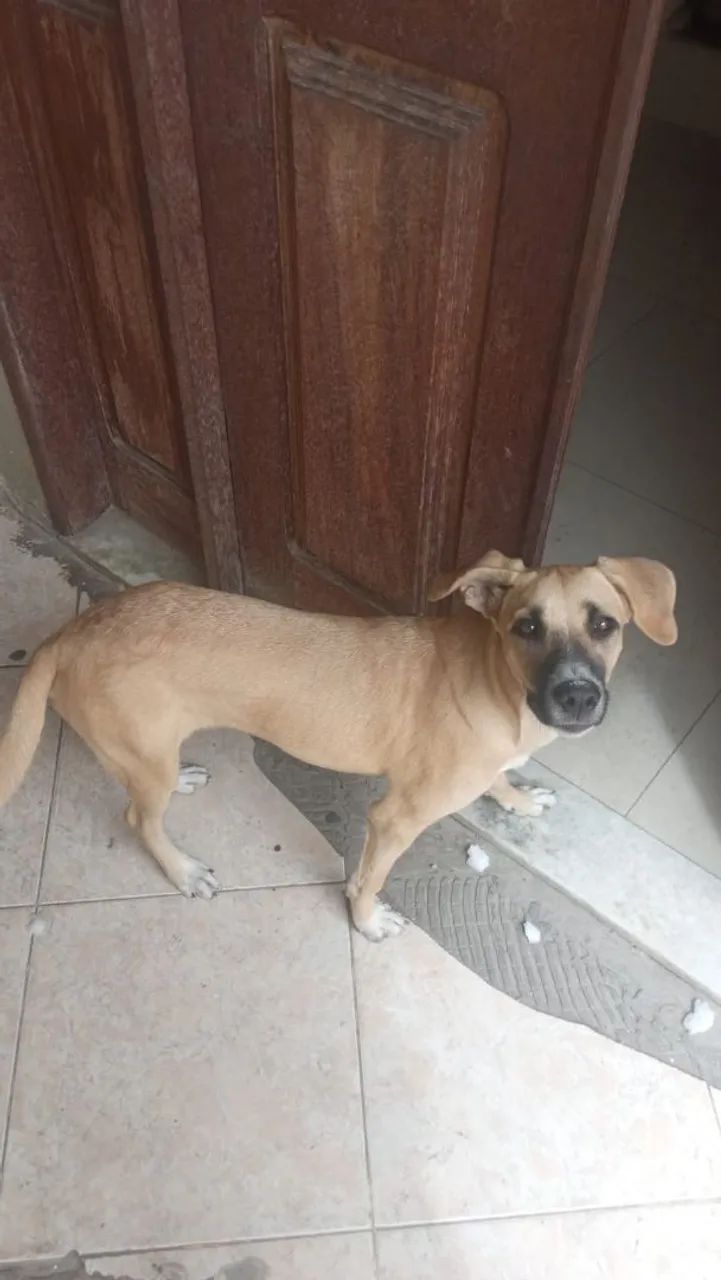 Cadela adoção responsável 